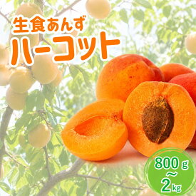 【ふるさと納税】【2027年先行予約】あんず ハーコット(生食/皮ごとOK) 約800g~約2kg | 杏子 アプリコット 生食用 千曲市産 長野県 信州