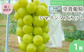 【ふるさと納税】【2025年先行予約】シャインマスカット お中元 加湿ハウス栽培 最上級品 1房 2房 ｜ 果物 フルーツ 白ぶどう シャインマスカット ギフト 種無し 千曲市 長野県産 信州