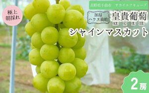 yӂ邳Ɣ[Łzy2026Ns\zVC}XJbg nEX͔| ŏ㋉i 1[/2[| O[v ʕ t[c VC}XJbg 1kg 2kg MBԂǂ MB Yn 햳 炲