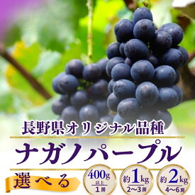 【ふるさと納税】【2026年先行予約】ナガノパープル 約1kg（2~3房）/ 約2kg（4~6房）｜ 果物 フルーツ 黒ぶどう 葡萄 ブドウ 種無し 種なし 皮ごと 千曲市 長野県 信州