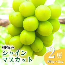 【ふるさと納税】【2026年先行予約】シャインマスカット 朝摘み 約900g ~ 1kg（2房） 葡萄 ブドウ 白ぶどう 朝採り 種無し 種なし 皮ごと 千曲市 長野県 信州