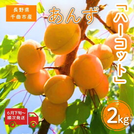 【ふるさと納税】【2026年先行予約】あんず ハーコット 生食用 約800g ~ 2kg|杏子 アプリコット 果物 ハーコット 800g 2kg 産地直送 生食用 生 信州 長野 千曲市 送料無料