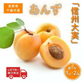 【ふるさと納税】【2026年先行予約】あんず 信州大実 選べる 1kg/2kg|杏子 アプリコット 果物 信州大実 しんしゅうおおみ 1kg 2kg 産地直送 加工用 信州 長野 千曲市 送料無料