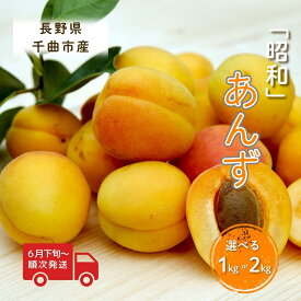 【ふるさと納税】【2026年先行予約】あんず 選べる 1kg/2kg 「昭和」|杏子 アプリコット 果物 平和 昭和 信州大実 2kg 産地直送 加工用 おまかせ 信州 長野 千曲市 送料無料