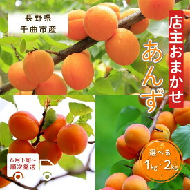 【ふるさと納税】【2026年先行予約】園主おまかせ あんずセット 選べる 1kg 2kg |杏子 アプリコット 果物 品種おまかせ 1kg 2kg 産地直送 加工用 おまかせ 信州 長野 千曲市 送料無料
