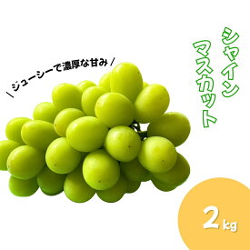 【ふるさと納税】【2026年先行予約】シャインマスカット 朝採り! 約2kg | 葡萄 ブドウ 白ぶどう 種無し 種なし 皮ごと 千曲市 長野県 信州