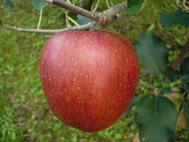 【ふるさと納税】【2026年先行予約】長野県産りんご シナノスイート(長野県オリジナル品種) 約2.5kg｜林檎 フルーツ 果物 長野県 千曲市 信州