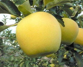 【ふるさと納税】【2026年先行予約】長野県産りんご シナノゴールド(長野県オリジナル品種) 約2.5kg｜林檎 リンゴ 千曲市 長野県産 信州