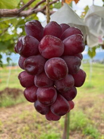 【ふるさと納税】【2026年先行予約】黒いシャインマスカット「富士の輝」 約1kg~約1.2kg｜果物 フルーツ 富士の輝き ブラックシャインマスカット 黒ぶどう 種無し 皮ごと 千曲市 長野県産 信州