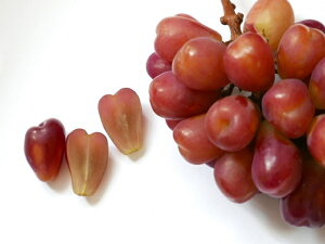 yӂ邳Ɣ[Łzy2026Ns\zn[g^Iu}Cn[gv1kg~1.2kgbԂǂ  uhE 햳 炲 Ȏs 쌧 MB