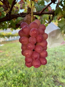 yӂ邳Ɣ[Łzy2026Ns\z܂ŐԂ΁IuXJ[bgv1kg~1.2kgbԂǂ  uhE ԐFԂǂ 햳 炲 Ȏs 쌧 MB