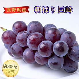 【ふるさと納税】【2026年先行予約】朝採り 巨峰 約800g | ぶどう 葡萄 黒ぶどう 種無し 種なし 皮ごと 千曲市 長野県産 信州