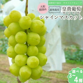 【ふるさと納税】【2026年先行予約】シャインマスカット 露地栽培 秀品(特大粒) 3~4房入り(約1.2~1.6kg)｜ ぶどう 葡萄 白ぶどう 種無し 種なし 皮ごと 千曲市 長野県産 信州