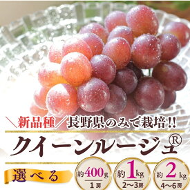【ふるさと納税】【2026年先行予約】クイーンルージュ® 約1kg（2~3房）/ 約2kg（4~6房） | ぶどう 葡萄 ブドウ グレープ 赤ぶどう 種無し 種なし 皮ごと 果物 くだもの フルーツ 信州ぶどう 信州葡萄 産地直送 信州 長野 千曲市