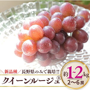 �y�ӂ邳�Ɣ[�Łz�y2026�N��s�\��z�N�C�[�����[�W��R ��1kg�i2~3�[�j/ ��2kg�i4~6�[�j | �Ԃǂ� ���� �u�h�E �O���[�v �ԂԂǂ� �햳�� ��Ȃ� �炲�� �ʕ� �������� �t���[�c �M�B�Ԃǂ� �M�B