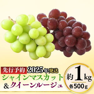 yӂ邳Ɣ[Łz VC}XJbg  NC[[WR lߍ킹 Zbg ie500g/v1kgjb ʕ t[c Ԃǂ ԂԂǂ  uhE 햳 Ȃ 炲 Ȏs 쌧 M