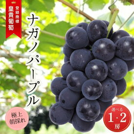 【ふるさと納税】【2026年先行予約】ぶどう ナガノパープル 特秀品 加湿ハウス栽培 1房 2房｜ 葡萄 黒ぶどう フルーツ 果物 千曲市 長野県産 信州