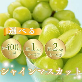 【ふるさと納税】【2026年先行予約】シャインマスカット 約1kg（2~3房）/ 約2kg（4~6房） | 葡萄 グレープ 果物 フルーツ シャインマスカット 1kg 信州ぶどう 信州葡萄 産地直送 種無し 皮ごと食べれる 白ぶどう マスカット 信州 長野 千曲市