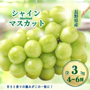 yӂ邳Ɣ[ŁzԂǂ VC}XJbg 500g(1[)| O[v ʕ t[c VC}XJbg 500g MBԂǂ MB Yn 햳 炲ƐHׂ Ԃǂ }XJbg M
