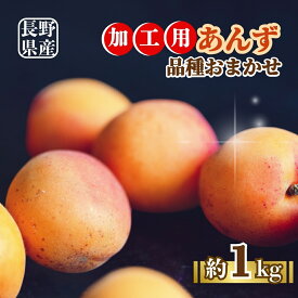 【ふるさと納税】【2026年先行予約】あんず品種おまかせ加工用 約1kg｜ 果物 フルーツ 杏子 アンズ アプリコット 千曲市 長野県 信州