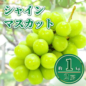 yӂ邳Ɣ[Łzy2026Ns\zVC}XJbg 1kgbԂǂ ʕ t[c Ԃǂ 햳 Ȏs 쌧Y MB