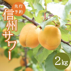 【ふるさと納税】あんず（信州サワー）2kg｜ あんず 杏 フルーツ 特産品 千曲市 長野県 先行 予約 旬 ジャム 果実酒 手作り くだもの 数量限定 期間限定 希少 加工用 生食用