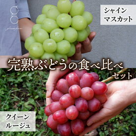 【ふるさと納税】【先行受付2026年発送】完熟ぶどうの贈り物（シャインマスカット×クイーンルージュ(R) 各1房、合計2房（約1.1～1.2kg）｜glasses farm ※2026年9月中旬～10月末頃発送予定