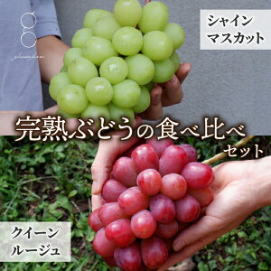yӂ邳Ɣ[Łzst2025Nyglasses farmznԂǂ̑蕨iVC}XJbg×NC[[WRe1[j2025N9{`10\