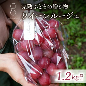 【ふるさと納税】【先行受付2026年発送】完熟ぶどうの贈り物（クイーンルージュ(R) 1.2kg以上（2～3房））｜glasses farm ※2026年9月下旬～10月中旬頃発送予定