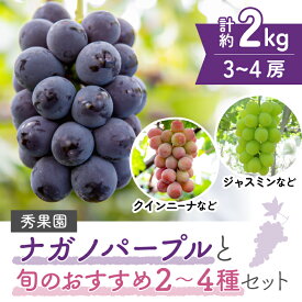 【ふるさと納税】【先行受付2026年発送】ナガノパープルと旬のおすすめ2〜4種セット（合計3~4房、約2kg）｜秀果園　※2026年9月下旬～10月下旬順次発送