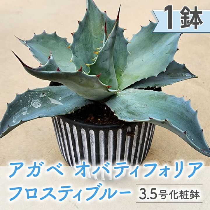 楽天市場】【ふるさと納税】【テールマウンテン】東御市産多肉植物 