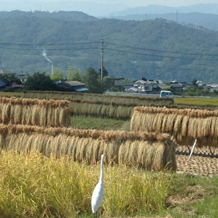 楽天市場】【ふるさと納税】昔ながらのはぜかけ米コシヒカリ （令和8 
