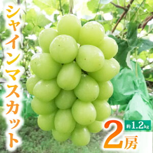 【ふるさと納税】先行受付2026年発送【土屋農園】農家直送!シャインマスカット2房(約1.2kg)※2026年9月下旬〜10月中旬順次発送