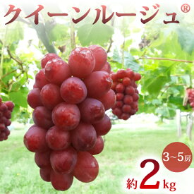 【ふるさと納税】先行受付2026年発送【土屋農園】農家直送！クイーンルージュ（R）約2kg(3～5房）※2026年9月下旬～10月上旬順次発送