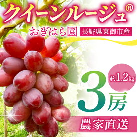 【ふるさと納税】先行受付2026年発送【おぎはら園】農家直送！朝採れクイーンルージュ(R)3房（約1.2kg）※2026年9月下旬～10月上旬順次発送