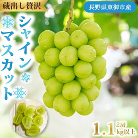 【ふるさと納税】蔵出し！贅沢シャインマスカット2房（1.1kg以上）｜Ruga grape farm 冬のシャインマスカット 長野県 東御市 信州 年内発送
