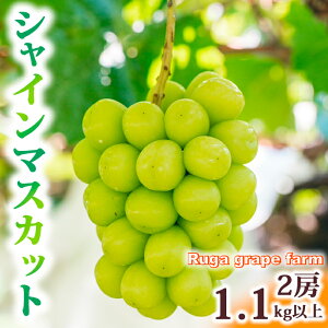 yӂ邳Ɣ[Łzyst2025NzVC}XJbg2[i1.1kgȏjbRuga grape farm 쌧 s MB