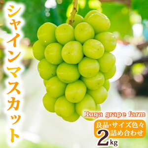yӂ邳Ɣ[Łzyst2025NzVC}XJbg2kg ǕiTCYFXlߍ킹bRuga grape farm 쌧 s MB