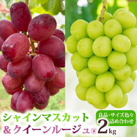 【ふるさと納税】【先行受付2026年発送】シャインマスカット＆クイーンルージュ(R)各2房　合計約2kg良品サイズ色々詰め合わせセット※2026年9月中旬以降発送予定 ※月曜、土曜日発送休み｜Ruga grape farm