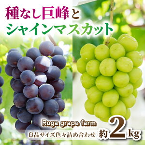 �y�ӂ邳�Ɣ[�Łz�y��s��t2026�N�����z�V���C���}�X�J�b�g����Ȃ�����@���v��2kg�Ǖi�T�C�Y�F�X�l�ߍ��킹�Z�b�g��2026�N8�����{�ȍ~�����\�� �����j�A�y�j�������x�݁bRuga grape farm