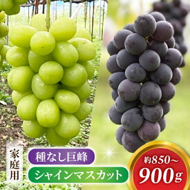 【ふるさと納税】2026年先行受付【おがわら農園】家庭用欲張りセット！（シャインマスカット・種無し巨峰）※2026年9月上旬以降発送予定
