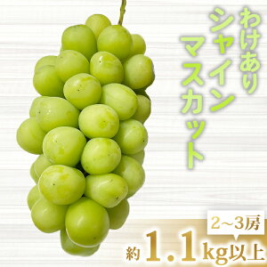 �y�ӂ邳�Ɣ[�Łz�y��s��t2026�N�����z�킯����V���C���}�X�J�b�g��1.1kg�i2�`3�[�j�b�����_�� ��2026�N9����{�ȍ~���������\�聦���j���A���j���̔����͂��x��