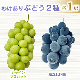 【ふるさと納税】【先行受付2026年発送】わけあり2種のぶどうセット（シャインマスカット、種無し巨峰）各1房 、合計2房（900g以上）　｜清水農園 ※2026年9月中旬以降発送予定※月曜日、金曜日の発送はお休み