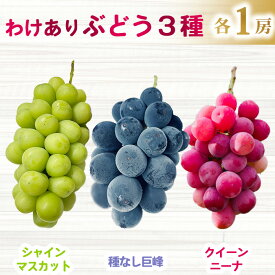 【ふるさと納税】【先行受付2026年発送】わけあり3種のぶどうミックスセット（クイーンニーナ、シャインマスカット、種無し巨峰）各1房、合計3房（1.3kg以上）｜清水農園　 ※2026年9月下旬以降発送予定※月曜日、金曜日の発送はお休み
