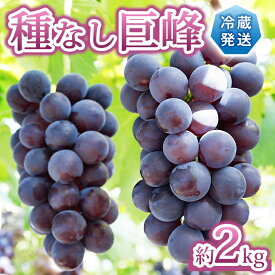 【ふるさと納税】先行受付2026年発送【Grape Farm Kodaira】種なし巨峰　約2kg（4～6房）※2026年9月上旬以降発送予定