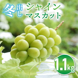 yӂ邳Ɣ[ŁzsY ~o VC}XJbg 1.1kg (2[) Ԃǂ  }XJbg ƒp  Mtg t[c ʕ Â  Y MB 쌧s 2025N11{