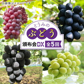 【ふるさと納税】【数量限定・5回定期便】とうみのぶどう頒布会DX（クイーンルージュ、ナガノパープル、種なし巨峰、シャインマスカット）