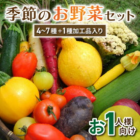 【ふるさと納税】季節のお試しお野菜セット（お一人様向け） アグロノーム 西洋野菜