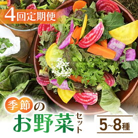 【ふるさと納税】【4回定期便】季節のお野菜セット（2~3人様向け）｜アグロノーム※2026年1月以降発送