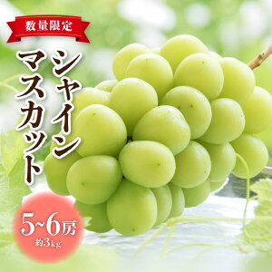 yӂ邳Ɣ[Łzi2025NstjsY VC}XJbg 3kg (5`6[) i9{菇jԂǂ  }XJbg ƒp  Mtg t[c ʕ Â  